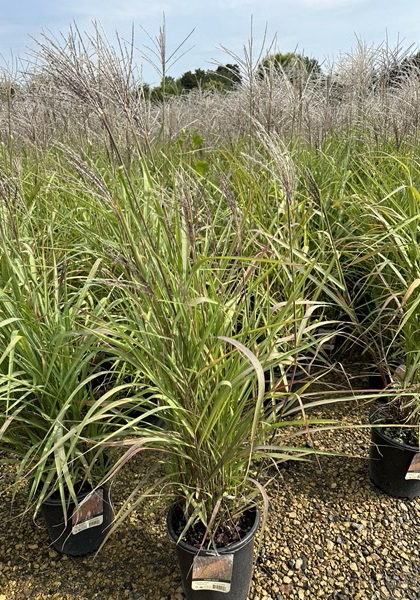 MISCANTHUS PURPURASCENS #5