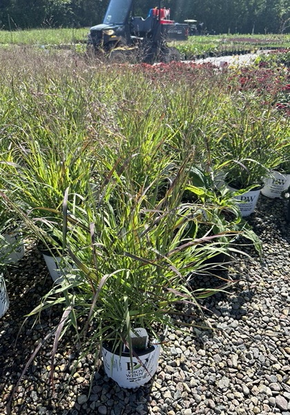 PANICUM VIR CHEYENNE SKY #1/7"PW