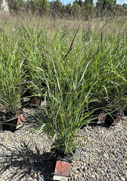 PANICUM VIR RED SUNSET #1