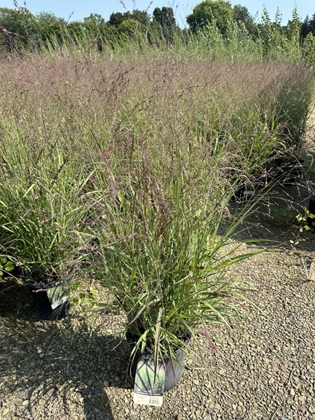 PANICUM VIR SHENANDOAH #1