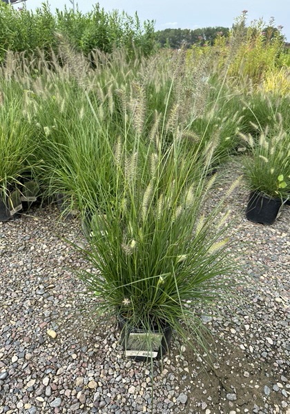 PENNISE ALO HAMELN #1/7"