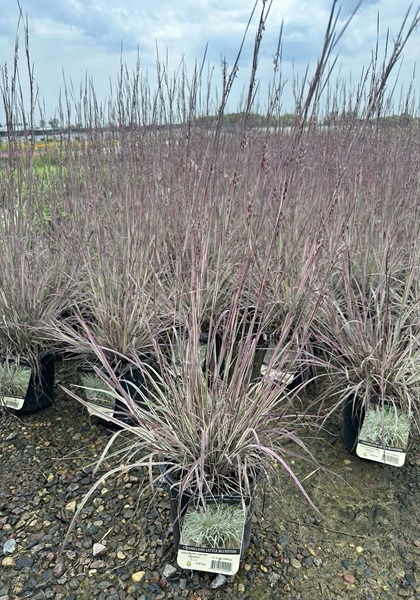 SCHIZ SCO CHAMELEON #1