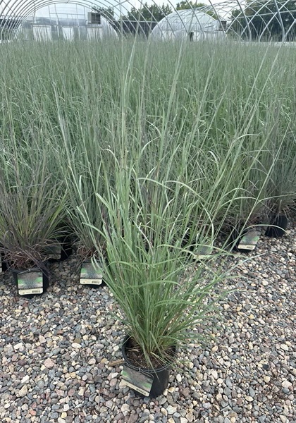 SCHIZ SCO BLUE HEAVEN #1