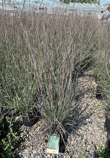 SCHIZ SCO SMOKE SIGNAL #1