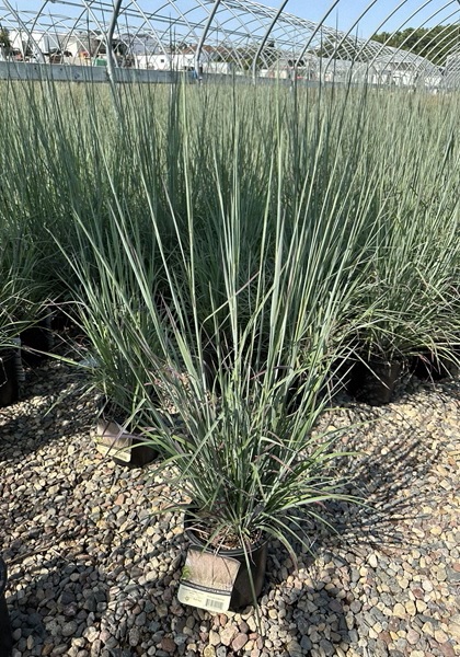 SCHIZ SCO STANDING OVATION #1