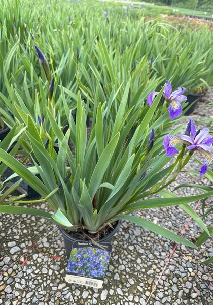 IRIS VER BLUE FLAG IRIS 3.5"/18T