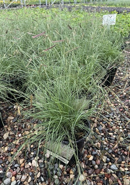 BOUTE GRA BLUE GRAMA 3.5"/18T