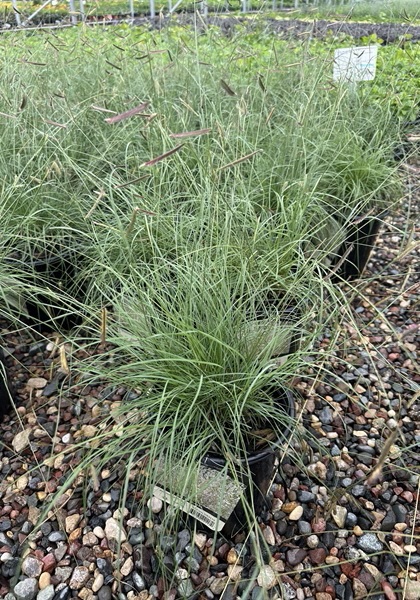 BOUTE GRA BLUE GRAMA #1