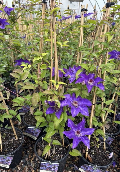 CLEMATIS THE PRESIDENT #1/7" PUR