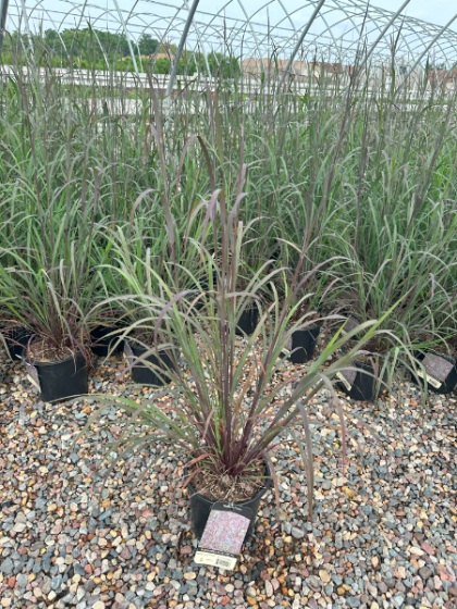 ANDRO GER BLACKHAWKS #1/7"