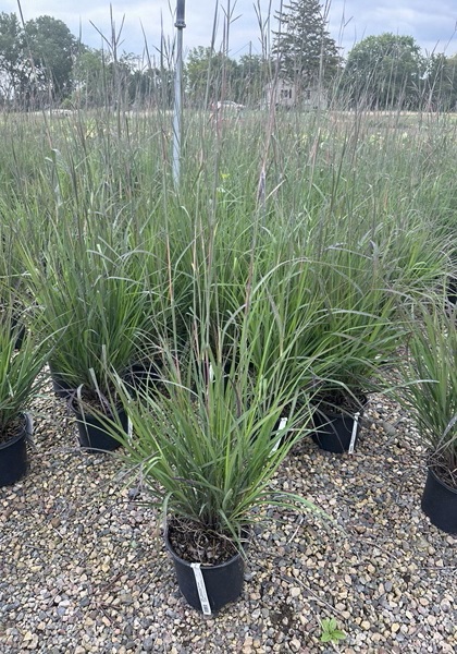 ANDRO GER RED OCTOBER #1/7"