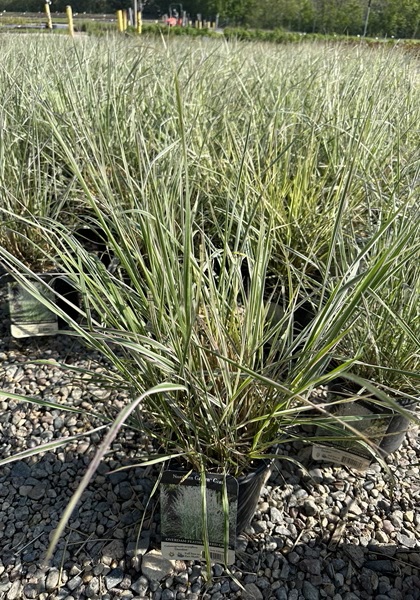 CALAM ACU OVERDAM #1