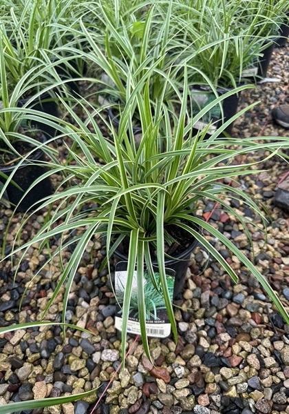 CAREX MOR ICE DANCE #1 SEDGE