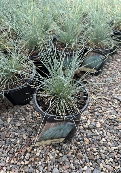 FESTUCA GLA BEYOND BLUE #1