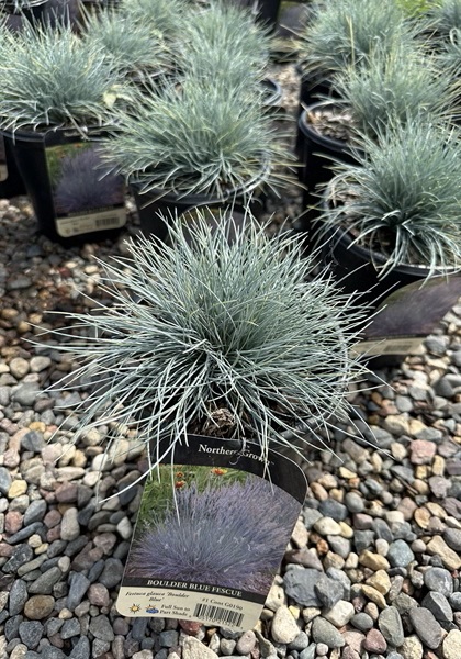 FESTUCA GLA BOULDER BLUE #1