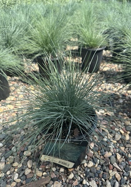FESTUCA GLA ELIJAH BLUE #1