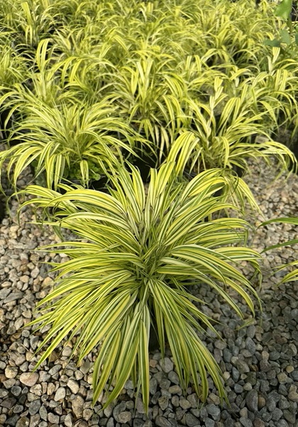 HAKON MAC AUREOLA #1