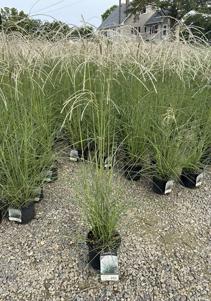 MISCANTHUS KLEINE FONTAINE #1/7"