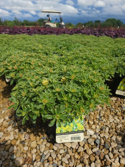 SEDUM KAM VARIEGATUM #1