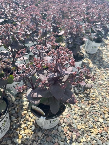 SEDUM MIDNIGHT VELVET #1 PW