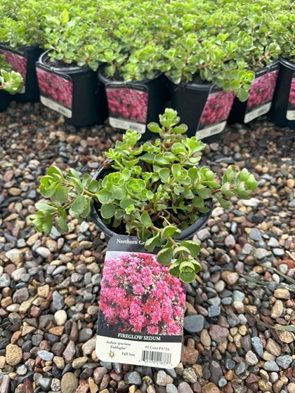 SEDUM SPU FIREGLOW 10CELL/4"