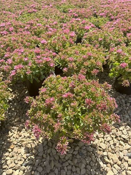 SEDUM SPU SPOT ON PINK #1