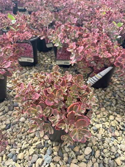 SEDUM SNSPRKL WILDFIRE #1