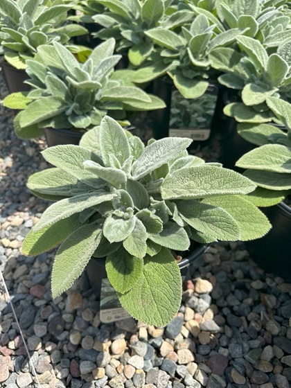 STACHY HELENE VON STEIN #1/7"