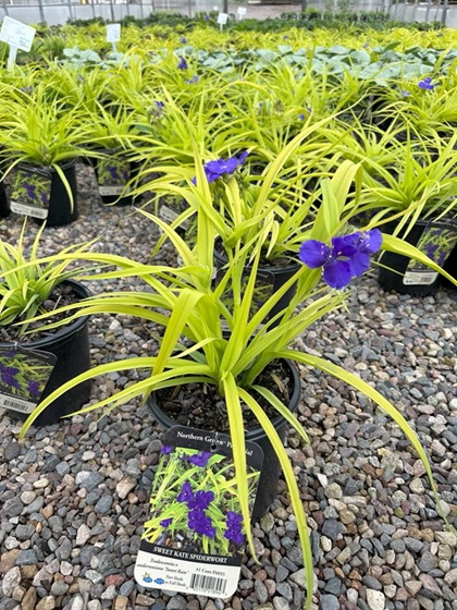 TRADE SWEET KATE #1 SPDRWORT