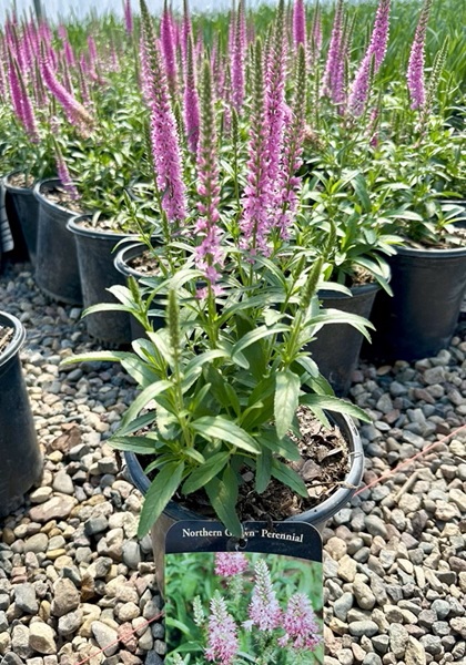 VERONICA GILES VAN HEES #1