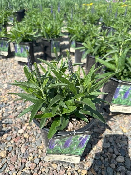 VERONICA MOODYBLUES DARK BLUE #1