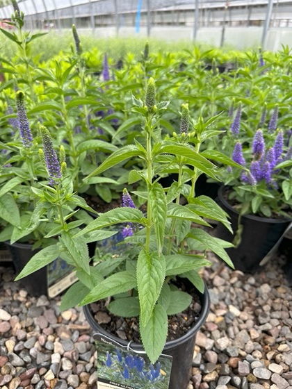 VERONICA X FIRST GLORY #1