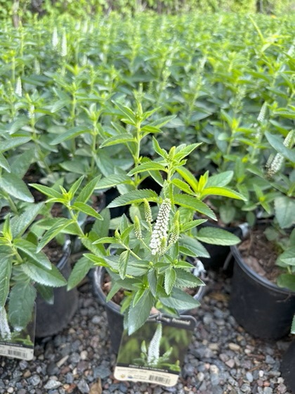 VERONICA X FIRST LADY #1