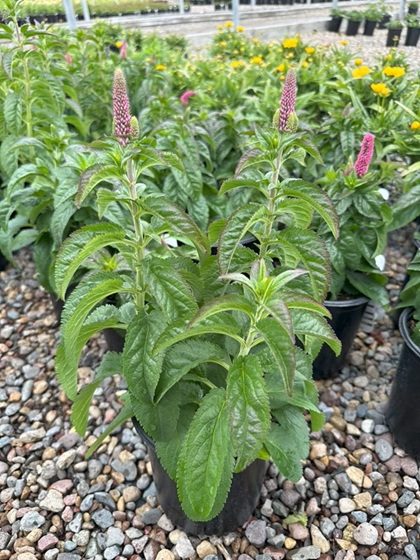 VERONICA X FIRST LOVE #1