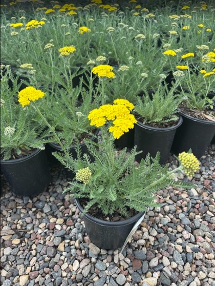 ACHILL MIL LITTLE MOONSHINE #1