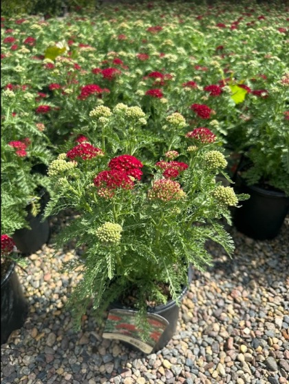 ACHILL MIL POMEGRANATE #1 YARROW