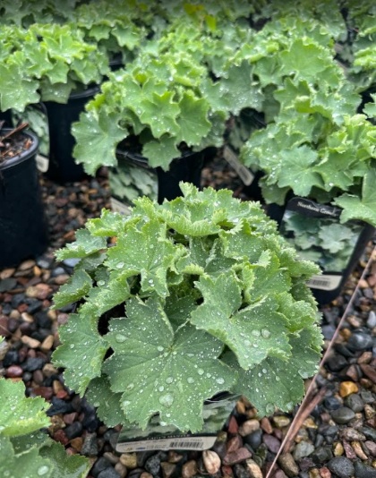 ALCHE MOL LADY'S MANTLE #1