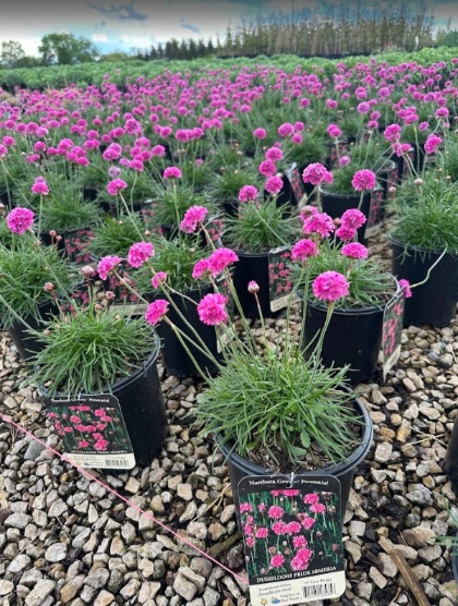 ARMERIA MAR DUSSELDORF PRIDE #1