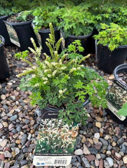 ARUNC AET NOBLE SPIRIT #1