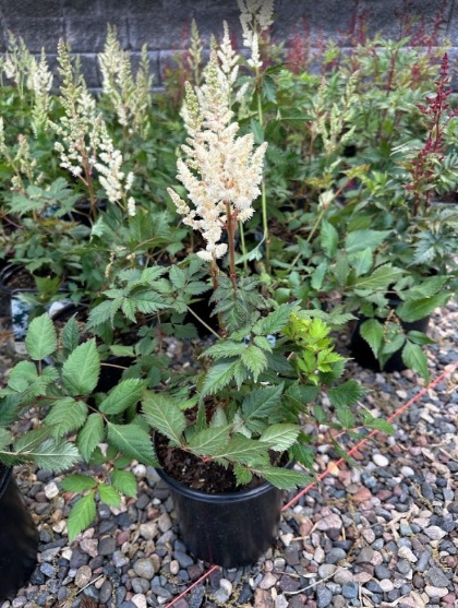 ASTILBE CHI VISION IN WHITE #1