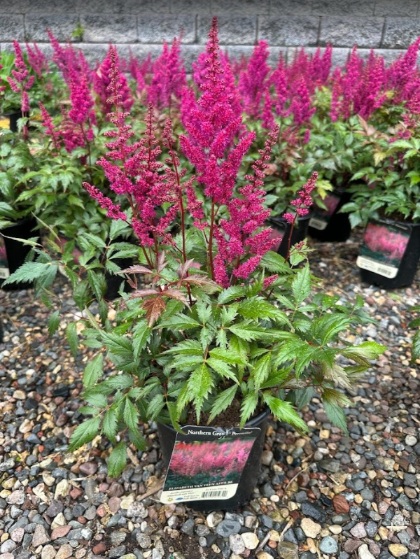 ASTILBE JAP ELIZABETH VAN VEEN#1