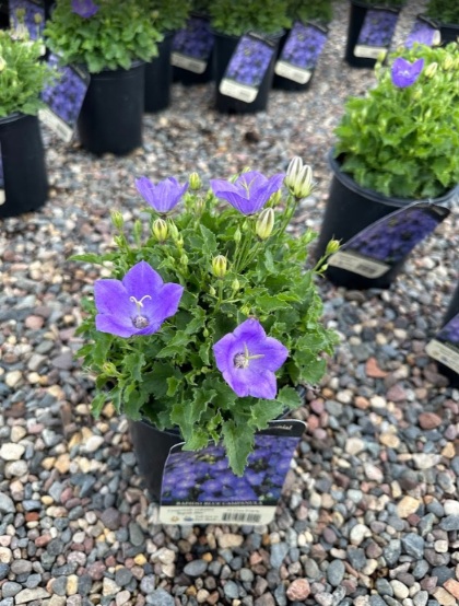 CAMPA CAR RAPIDO BLUE #1