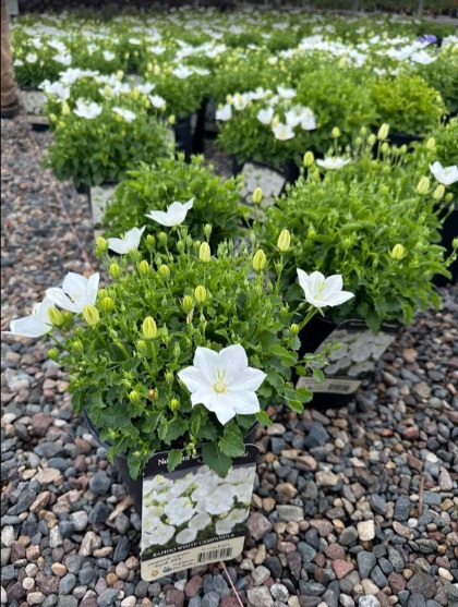 CAMPA CAR RAPIDO WHITE #1