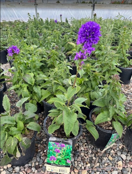 CAMPA GLO SUPERBA #1