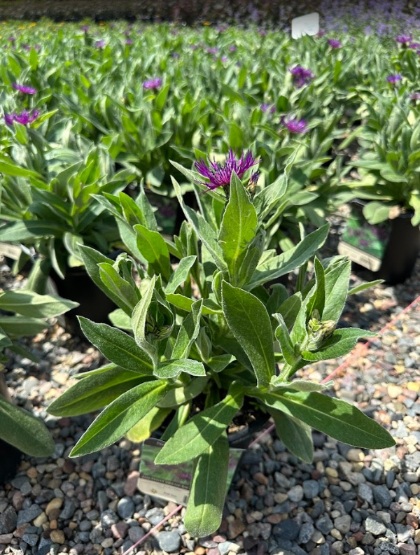 CENTA MON AMETHYST DREAM #1