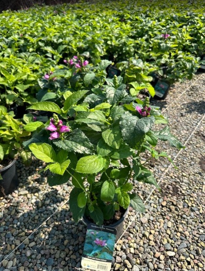 CHELONE LYO HOT LIPS #1