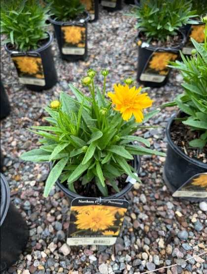 COREO GRA DOUBLE THE SUN #1