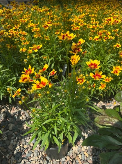 COREO UPTICK GOLD AND BRONZE #1