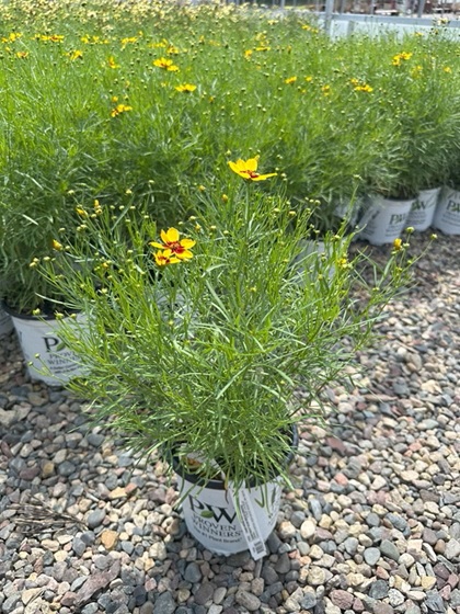 COREO VER GOLDEN NEEDLES #1PW