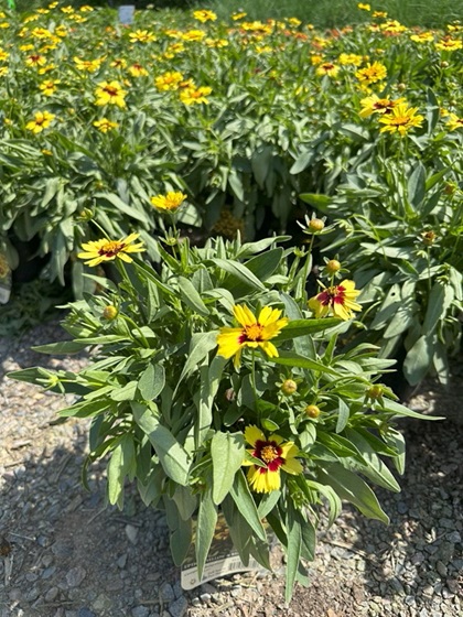 COREO UPTICK YELLOW AND RED #1